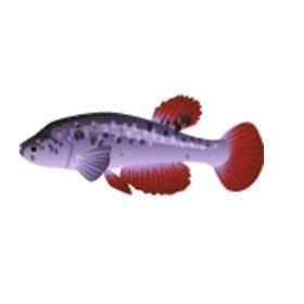 Red Fin Bitteri Killifish